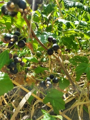 Ribes hudsonianum