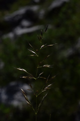 Trisetum alpestre