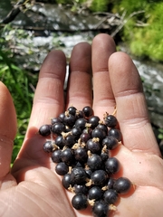 Ribes hudsonianum