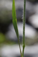 Trisetum alpestre