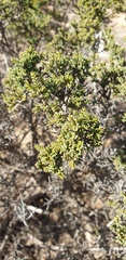 Pimelea serpyllifolia