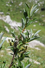 Salix glabra