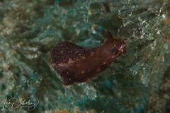 Polycera parvula
