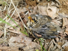 Turdus obscurus