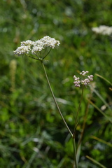 Laserpitium peucedanoides