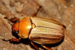 Pelidnota strigosa