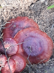 Cortinarius persplendidus