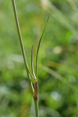 Laserpitium peucedanoides