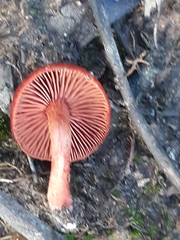 Cortinarius persplendidus