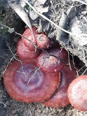 Cortinarius persplendidus