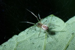 Linyphia triangularis