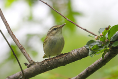 Phylloscopus magnirostris