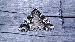 Hadena variolata