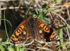 Melitaea trivia