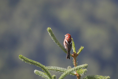 Carpodacus trifasciatus