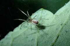 Linyphia triangularis