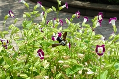 Xylocopa phalothorax