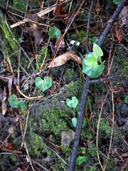 Nervilia taiwaniana