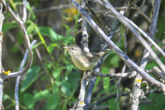 Phylloscopus armandii