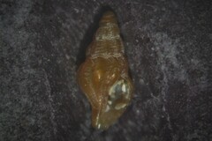 Bela