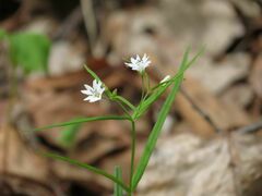 Pseudostellaria sylvatica