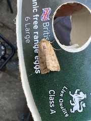 Hoplodrina octogenaria