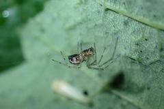 Linyphia triangularis