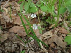 Pseudostellaria sylvatica