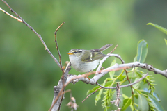 Phylloscopus kansuensis