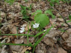 Pseudostellaria sylvatica