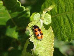 Cryptocephalus quinquepunctatus
