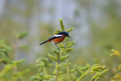 Phoenicurus schisticeps