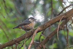 Sitta leucopsis