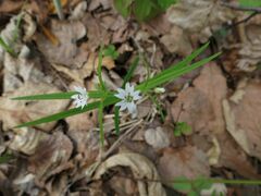 Pseudostellaria sylvatica