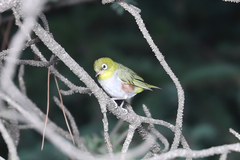 Zosterops erythropleurus