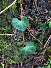 Nervilia taiwaniana