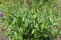 Scabiosa velenovskiana