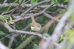 Horornis acanthizoides