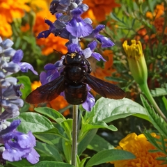 Xylocopa valga