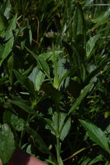 Scabiosa velenovskiana