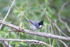 Periparus rubidiventris