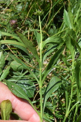 Scabiosa velenovskiana