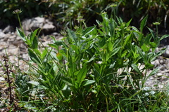Scabiosa velenovskiana