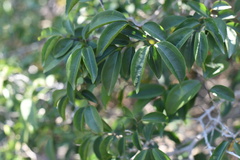 Strychnos angustiflora