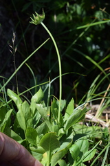 Scabiosa velenovskiana