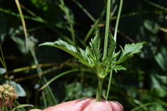 Scabiosa velenovskiana