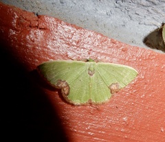 Comibaena integranota