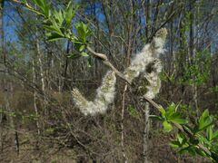 Salix gracilistyla