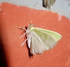 Comibaena integranota