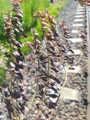 Isatis costata